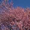 Cherry Tree