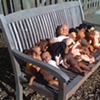 Approaching the Bench