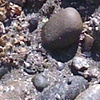 Beach Dr SW (1)