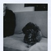 Gizmo. 2028h