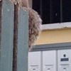 The Squirrel