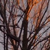 Sunset on Tree
