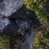 Faerie Moss, View Three