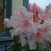 Rhodadendrons. 1035h