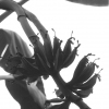 Banana Blossoms