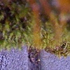 Faerie Moss, View Two