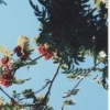 Salmonberry Tree