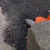 Sidewalk, University Bridge 