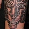 lion cover up