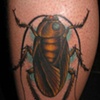 roach