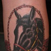 horse