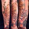 tiger