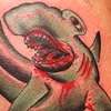 shark: hammerhead; Jasper