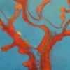 Red Coral