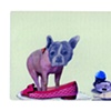 Designer Pig