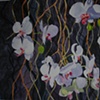 White Hanging Orchids
