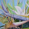 White Bird of Paradise