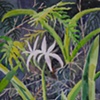 Swamp Lily