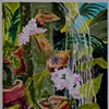 Win's Orchids