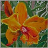 Yellow Orchid