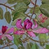 Orchid Tree