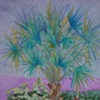 Palm Tree