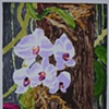Tree Orchid