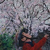 Cherry Blossom