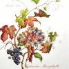 Pinot Noir