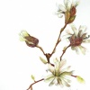 Star Magnolia, White Flower Series #3