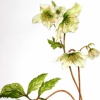 Hellebores Lenton Rose, White Flower Series #2