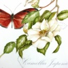 Camellia japonica, White Flower Series #1