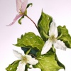 Trillium catesbaei, White Flower Series #4