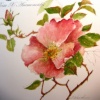 Rosa x anemonoides