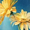 Yellow Gerbers