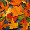 Colors of Fall