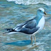 Seagull posing
