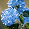 Hydrangea