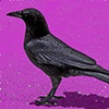 Magenta Crow