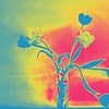Tulips at Foreign Cinema