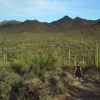 Saguaro National Park, Arizona.