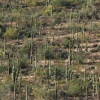Saguaro National Park, Arizona.