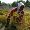 Harvesting Rice, Kerala, India.