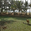 Herding Ducks, Kerala, India.