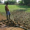 Duck Herder, Kerala, India.