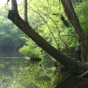 Congaree National Park, South Carolina.