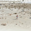 White Sands, New Mexico.