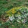 Flowers covering the deer