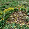 Deer skeleton and gathered flowers