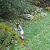Gathering flowers